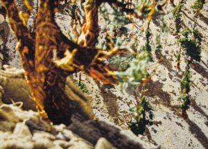 Philipp Fröhlich's painting (189L), showing Methuselah, the ancient bristlecone pine tree.