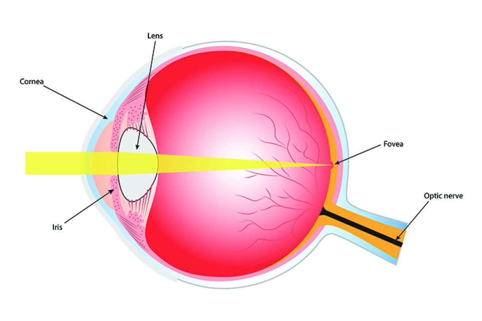 Diagram of the human eye showing the position of the fovea, the small central hollow responsible for sharp vision.