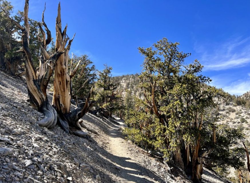 The Ancient Bristlecone Pine Forest in California is sparse and wide-spread across the high desert slopes.