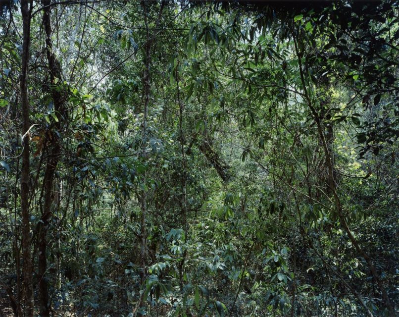 Thomas Struth, forest from the Paradise series, seeming almost impenetrable.