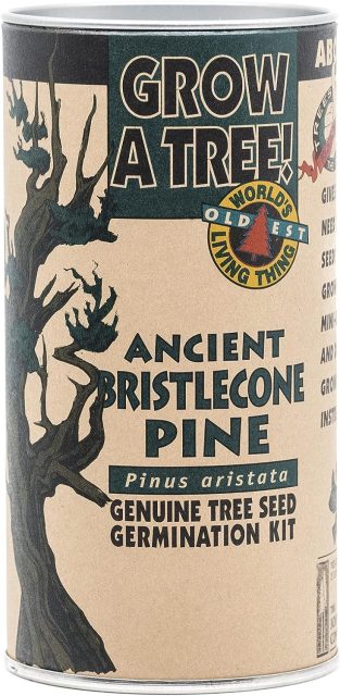 Such an odd idea, to grow your own Methuselah