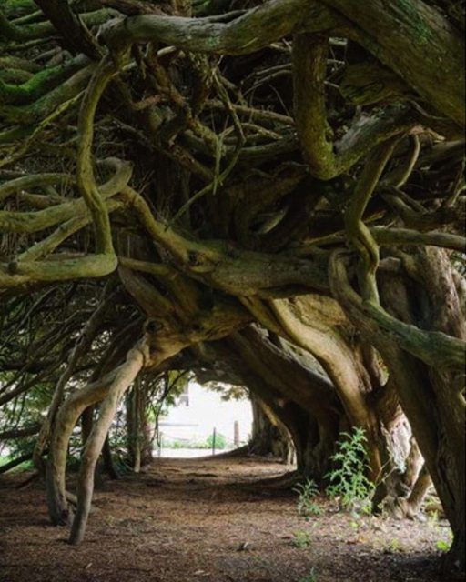A yew tree forming an interior space through its interwoven branches.