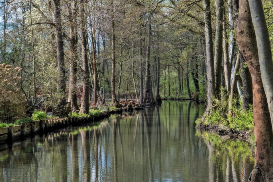 Alders typically grow near water.