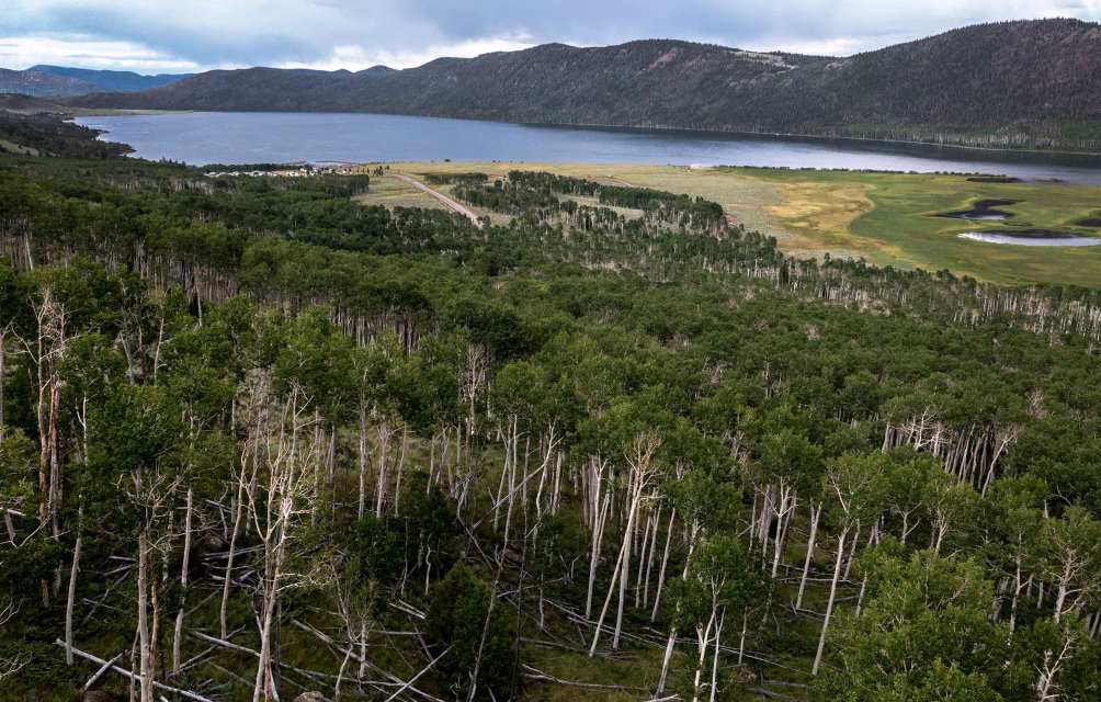 From above, it looks like a forest. In truth, it is one tree.