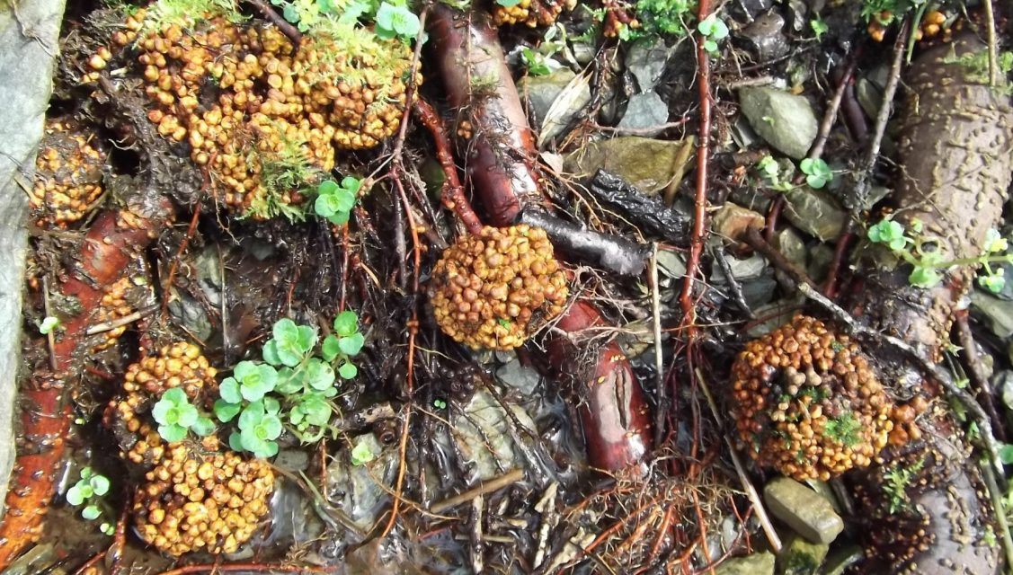 Root nodules formed by symbiotic bacteria, allowing alders to thrive in poor, wet soils.