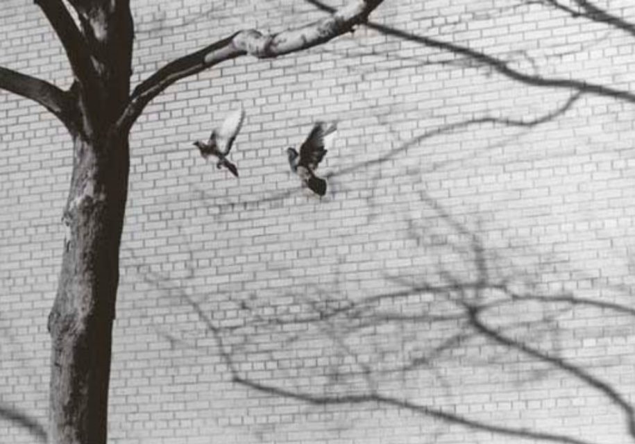 From André Kertész’s series Birds in the City.