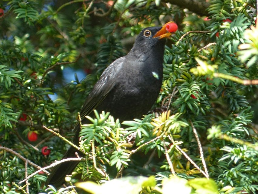 Birds can eat yew berries, as their digestion does not break down the seed.