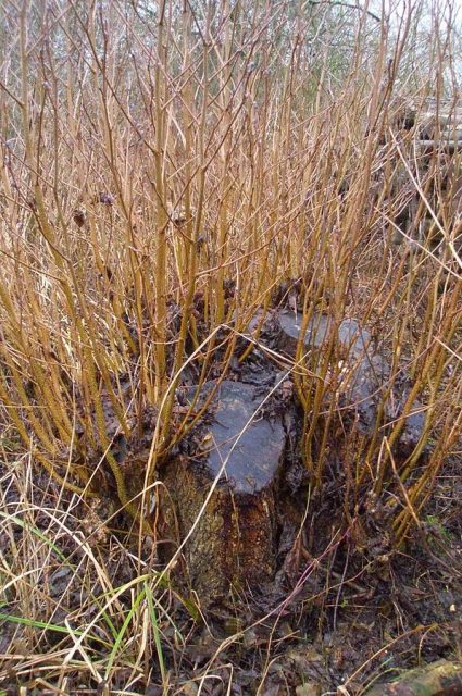 The coppiced stool with new shoots growing from its cut surface.