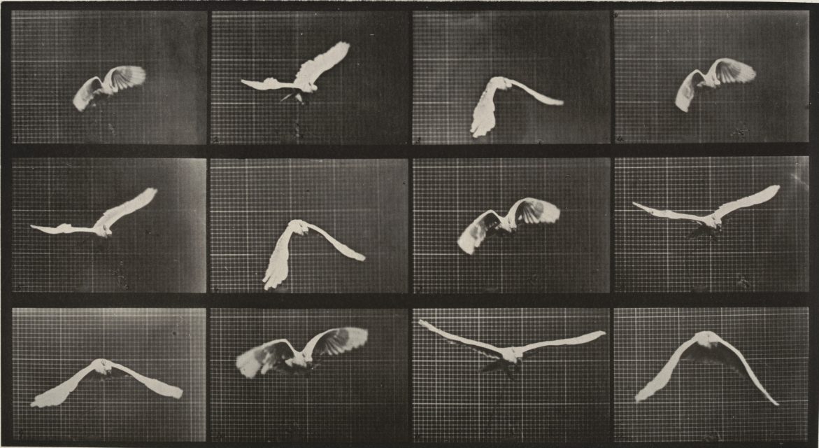 Eadweard Muybridge, motion study of a bird in flight.