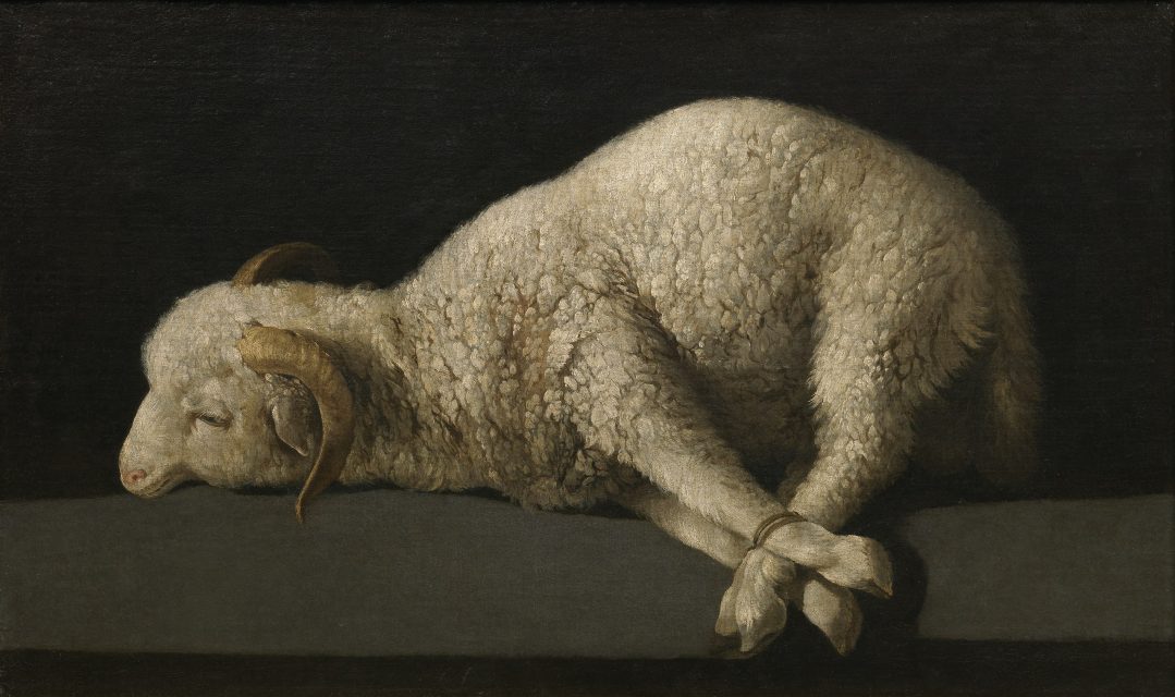 Francisco de Zurbarán, Agnus Dei. The Lamb of God appears as sacrificial flesh, prefiguring Eucharistic consumption.