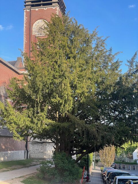 There are yew trees next to both churches in our neighbourhood.