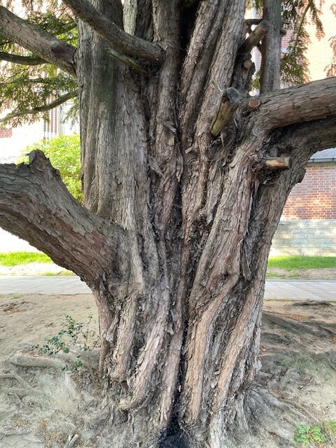 As the trunk decays, new growth continues within and around it.
