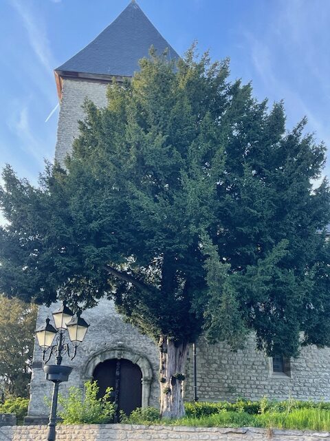 A yew tree standing before the 12th century tower.