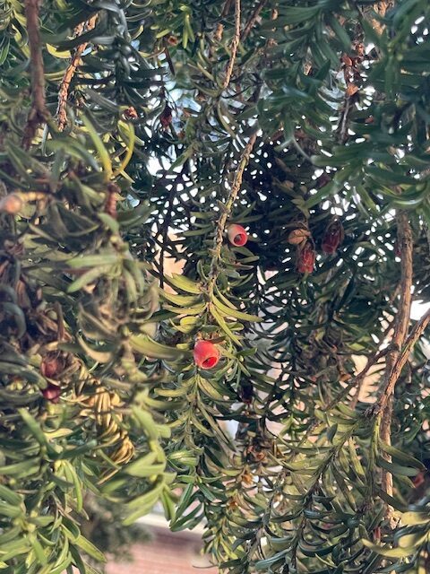 A few yew berries still hang on the tree.