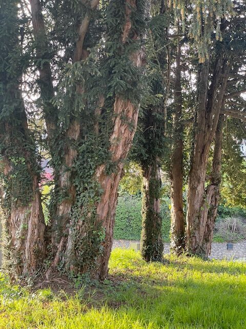 Closely growing yews, possibly originating from a single organism.