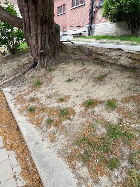 The ground remains largely barren where the needles fall