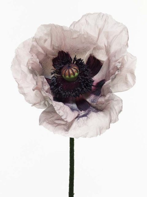 Irving Penn’s photographs reveal the peculiar instability of the poppy