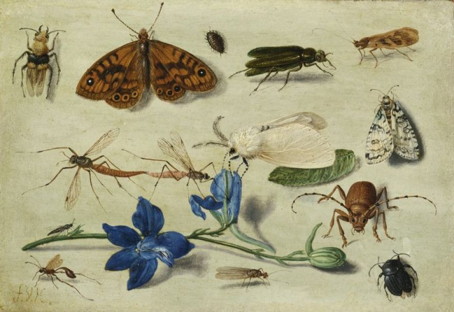 Jan van Kessel the Elder, insect study showing various moths among other insects and flowers.
