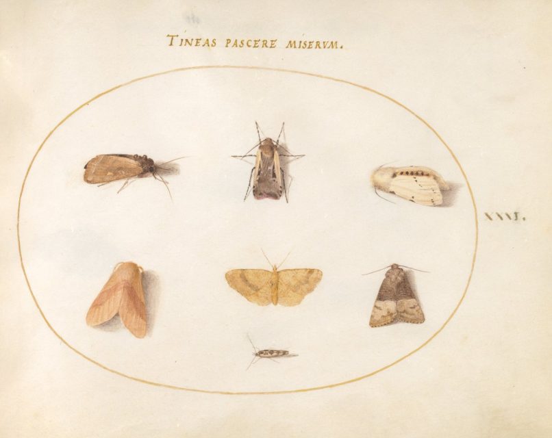 Joris Hoefnagel, study of moths arranged as specimens.