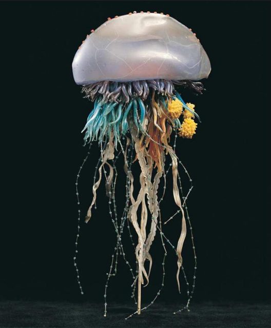 Leopold and Rudolf Blaschka’s glass model of a jellyfish, late nineteenth century.