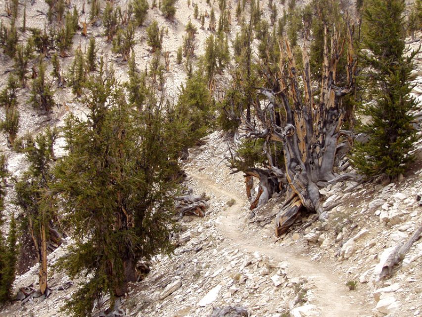 The bristlecone forest grows thinly, with wide spaces of bare earth between the trees