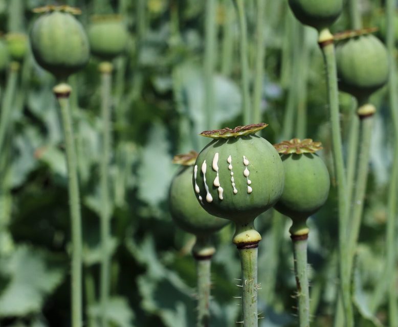 El látex del opio emerge mediante incisiones controladas en la cápsula verde de semillas.
