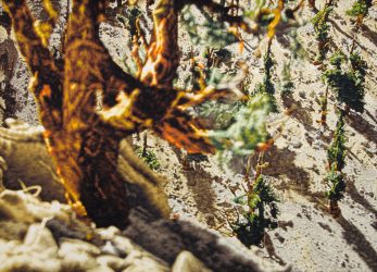 Philipp Fröhlich's painting (189L), showing Methuselah, the ancient bristlecone pine tree.