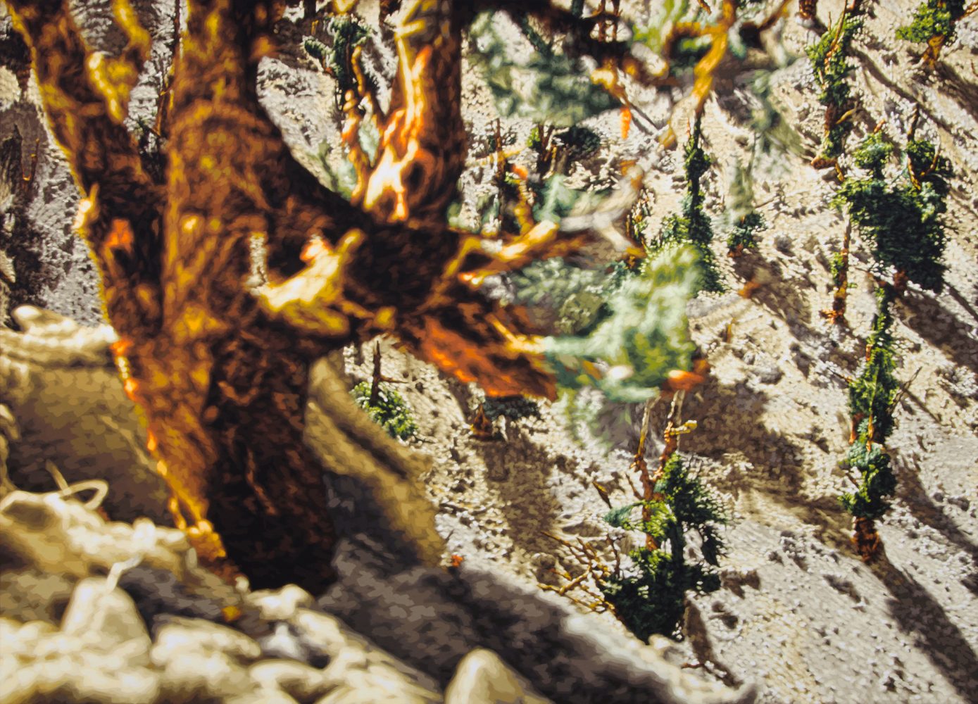 Philipp Fröhlich's painting (189L), showing Methuselah, the ancient bristlecone pine tree.