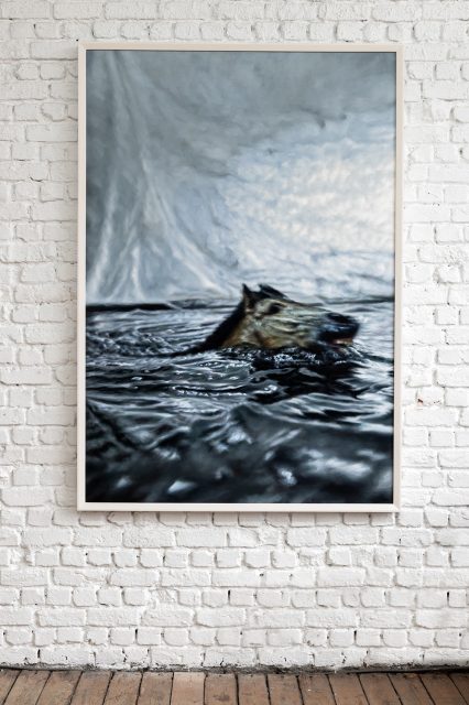 The framed painting of a swimming horse by Philipp Fröhlich, hanging on a studio wall.