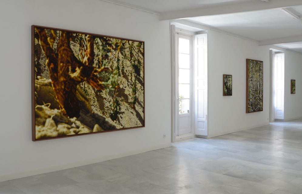 HOAP of a Tree, 2015. My exhibition at Galería Juana de Aizpuru, Madrid.