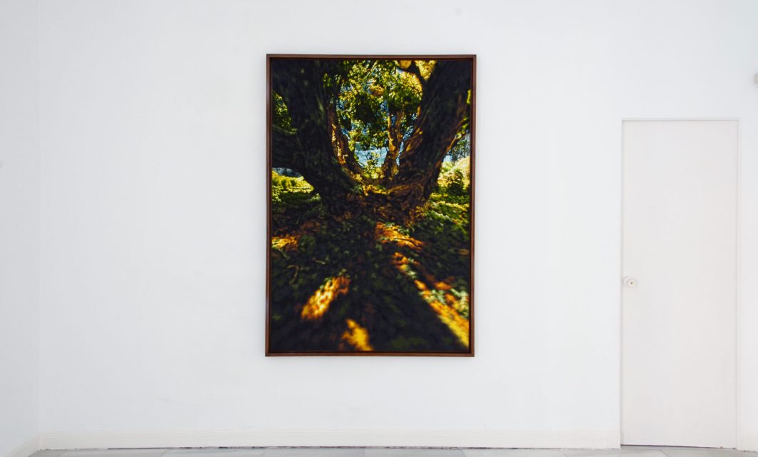 Philipp Fröhlich, HOAP of a Tree, Juana de Aizpuru.