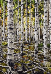 A painting showing Pando, the quaking aspen colony, painted by Philipp Fröhlich.