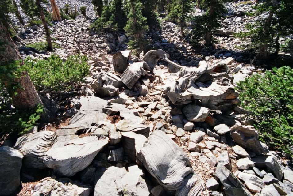 Stump of the Prometheus tree, once more than 4,900 years old, felled by researchers in 1964 at Wheeler Peak, Nevada.