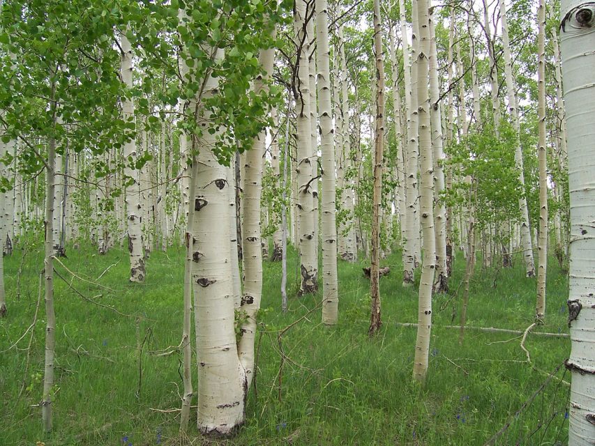 When a branch is lost, the healing bark forms a dark, eye-shaped scar.