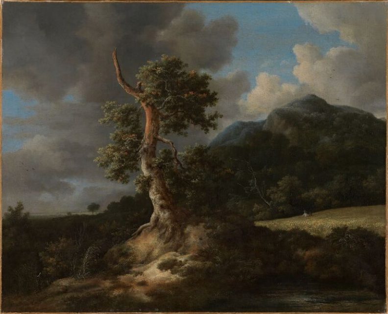 Twisted oaks in Ruisdael’s landscapes mirror the sculptural forms of bristlecones, both marked by time and harshness.”
