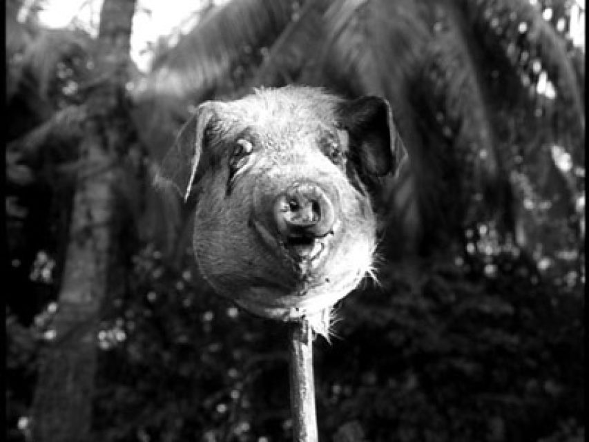 Pig’s head on a stake, from the film adaptation of Lord of the Flies.