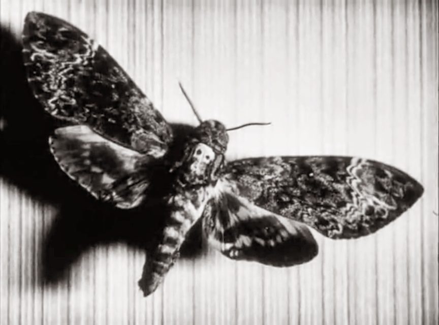 Un Chien Andalou, Luis Buñuel and Salvador Dalí. Close-up of a death’s-head hawkmoth