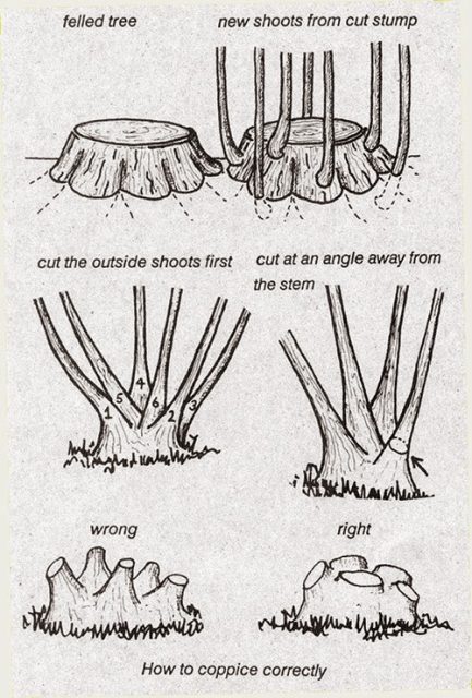 Alder trees can be coppiced, regrowing new trunks from the stump after felling.