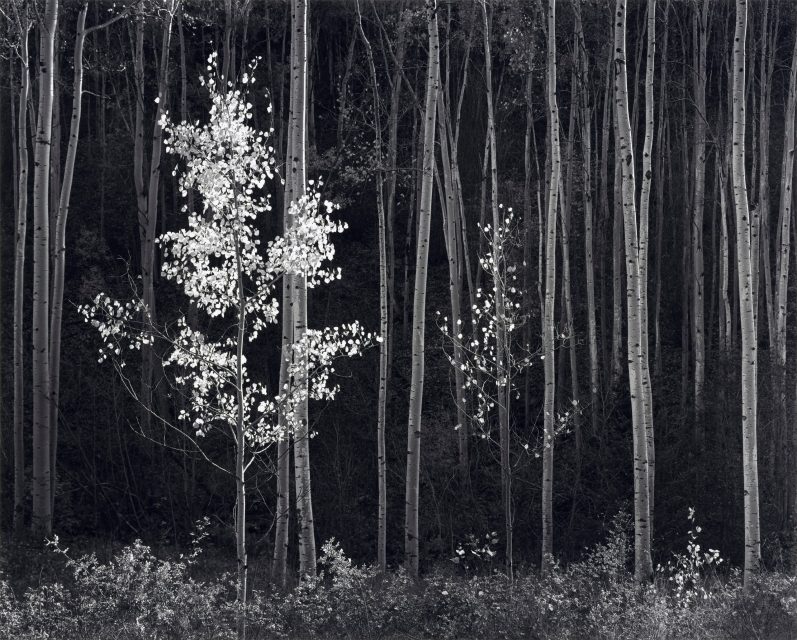Ansel Adams created some of the most iconic images of aspen groves.