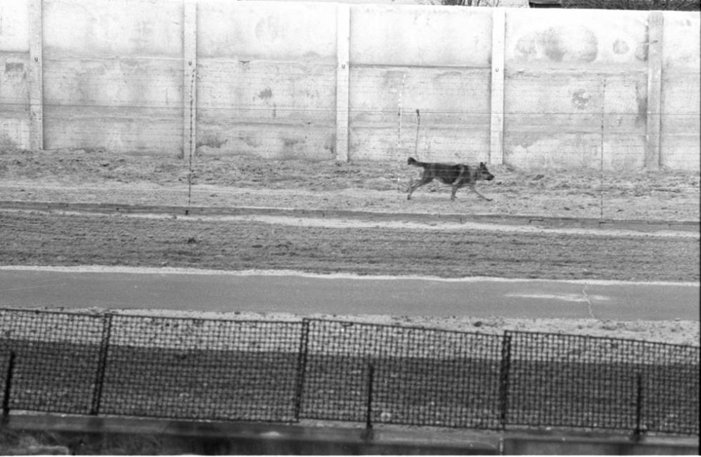 Guard dog on a running leash