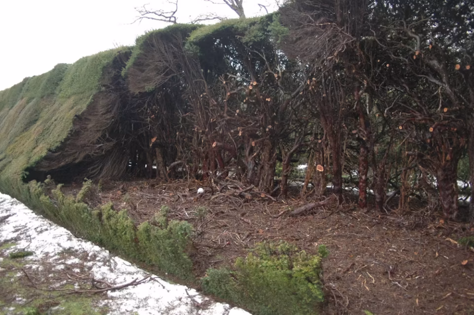 The interior and exterior of a yew hedge clearly visible.