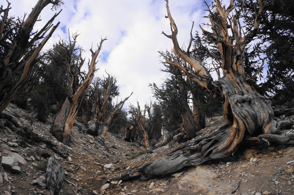 The gnarly, wind-twisted bristlecone pines endure in the thin soils and cold air of the White Mountains.