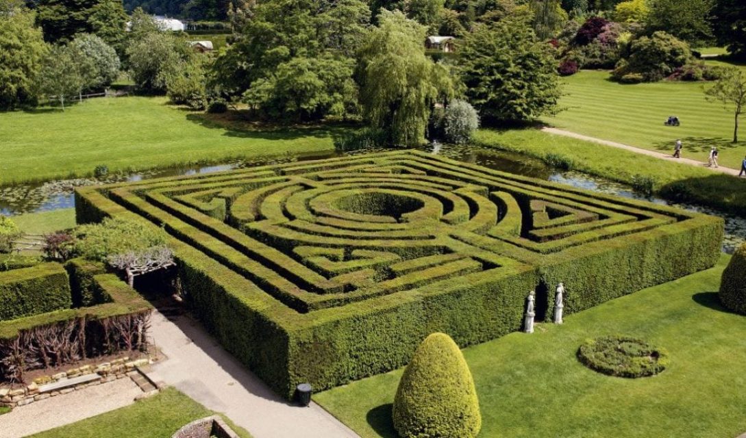 Even complex shapes such as this maze at Hever Castle can be achieved and maintained in yew.