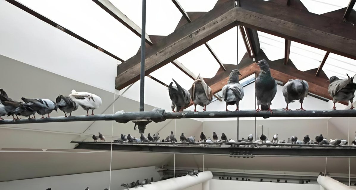 Maurizio Cattelan placed stuffed pigeons across the upper parts of the Italian Pavilion at the 1997 Venice Biennale.