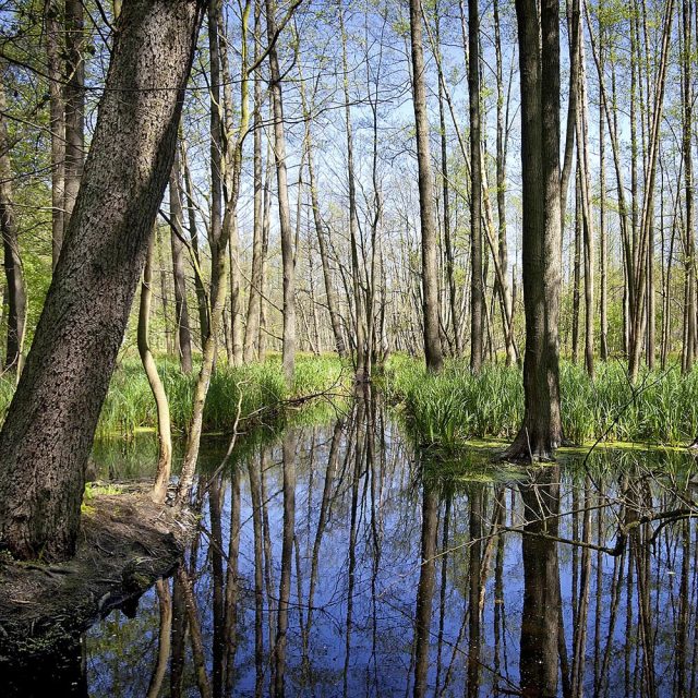 Their roots burrow deep into wet soil, binding loose ground.