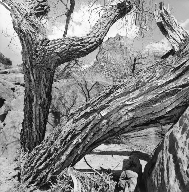 Bristlecone pines with their gnarly silhouettes remind me of the complex Lee Friedlander tree portraits.
