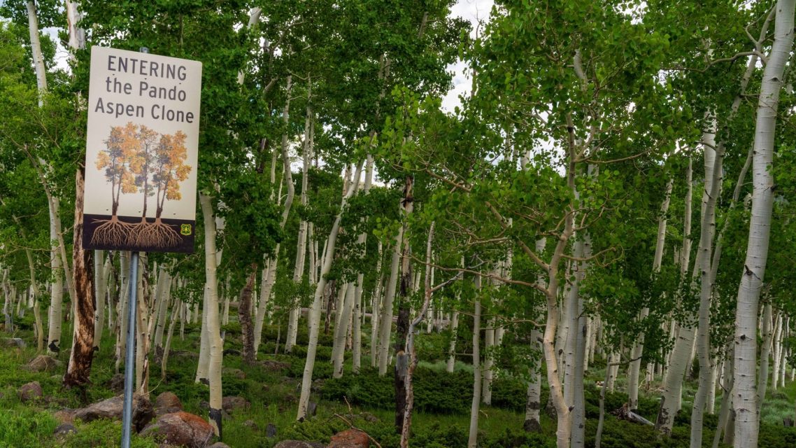 A sign marking the entrance to Pando, the ancient aspen colony.