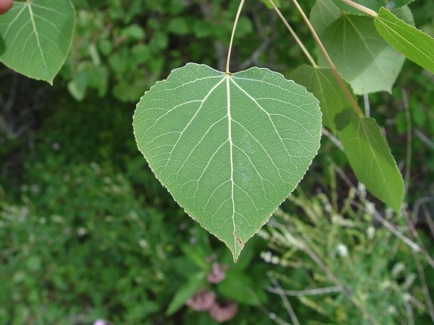 The leaves of quaking aspens are heart-shaped with long stems.