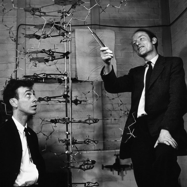 James Watson and Francis Crick with their model of the structure of DNA, 1953.